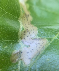 Agromyza alnibetulae