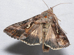 Autographa gamma
