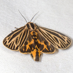 Apantesis virguncula