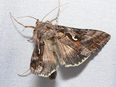 Autographa gamma
