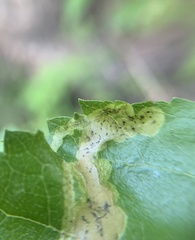 Agromyza alnibetulae