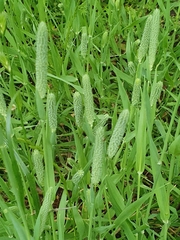 Phleum bertolonii