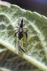 Pseudicius encarpatus