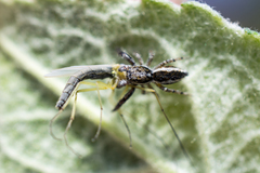 Pseudicius encarpatus