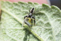 Pseudicius encarpatus