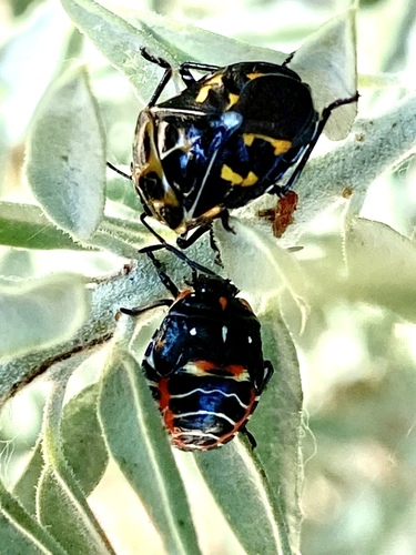 iNaturalist observation photo of Harlequin Bug