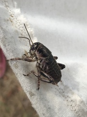 Cyphoderris