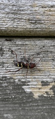 Neoclytus acuminatus
