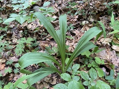 Veratrum hybridum