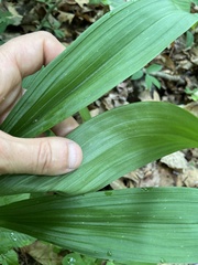 Veratrum hybridum