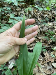 Veratrum hybridum