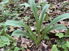 Veratrum hybridum