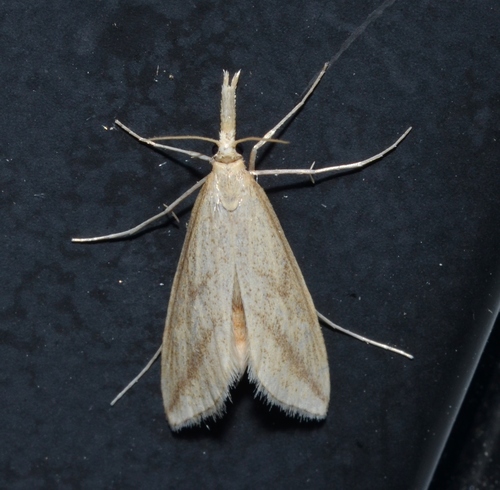 Long-beaked Donacaula Moth photo 2
