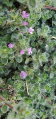 Thymus pseudolanuginosus