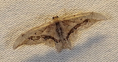 Idaea elata
