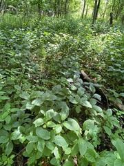 Rhamnus alnifolia