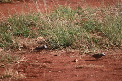 Pseudonigrita arnaudi