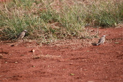 Pseudonigrita arnaudi