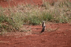 Pseudonigrita arnaudi