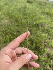 Elionurus tripsacoides