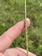 Elionurus tripsacoides