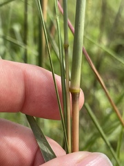 Elionurus tripsacoides