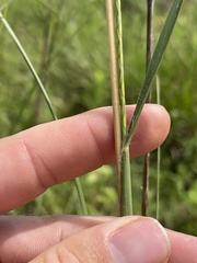 Elionurus tripsacoides