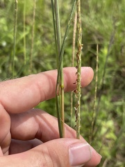 Elionurus tripsacoides