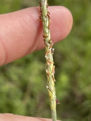 Elionurus tripsacoides