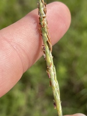 Elionurus tripsacoides