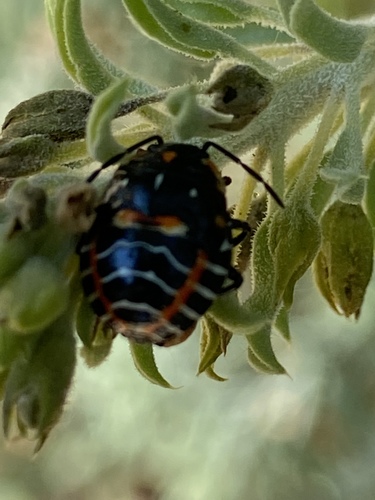 iNaturalist observation photo of Harlequin Bug