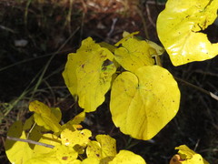 Cercis canadensis texensis