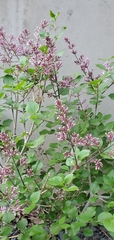 Syringa meyeri