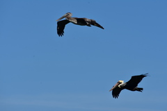 Pelecanus occidentalis