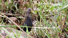 Pardirallus nigricans