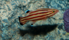 Peppermint Bass photo 4