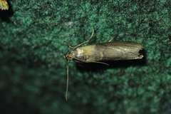 Sciota fumella