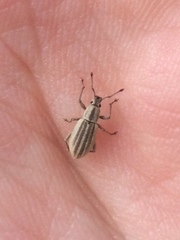 Aphrastus taeniatus