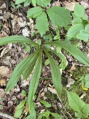 Veratrum hybridum