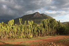 Euphorbia candelabrum
