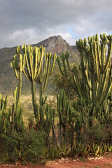 Euphorbia candelabrum