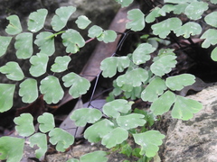 Adiantum braunii