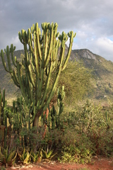 Euphorbia candelabrum