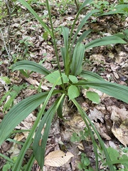 Veratrum hybridum