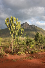 Euphorbia candelabrum
