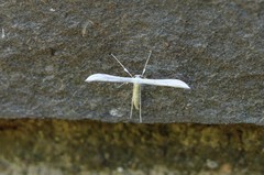 Hellinsia homodactylus