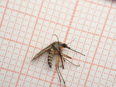 Aedes communis