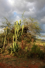Euphorbia candelabrum