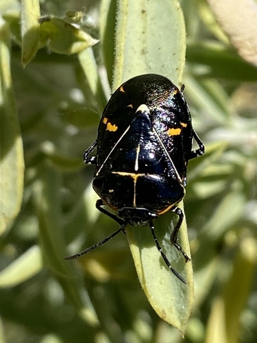 iNaturalist observation photo of Harlequin Bug