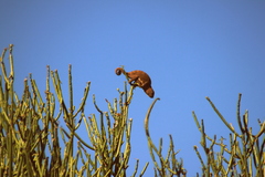 Chamaeleonidae